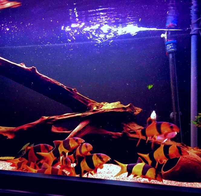 A school of Clown Loaches in an aquarium