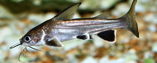 Columbian shark