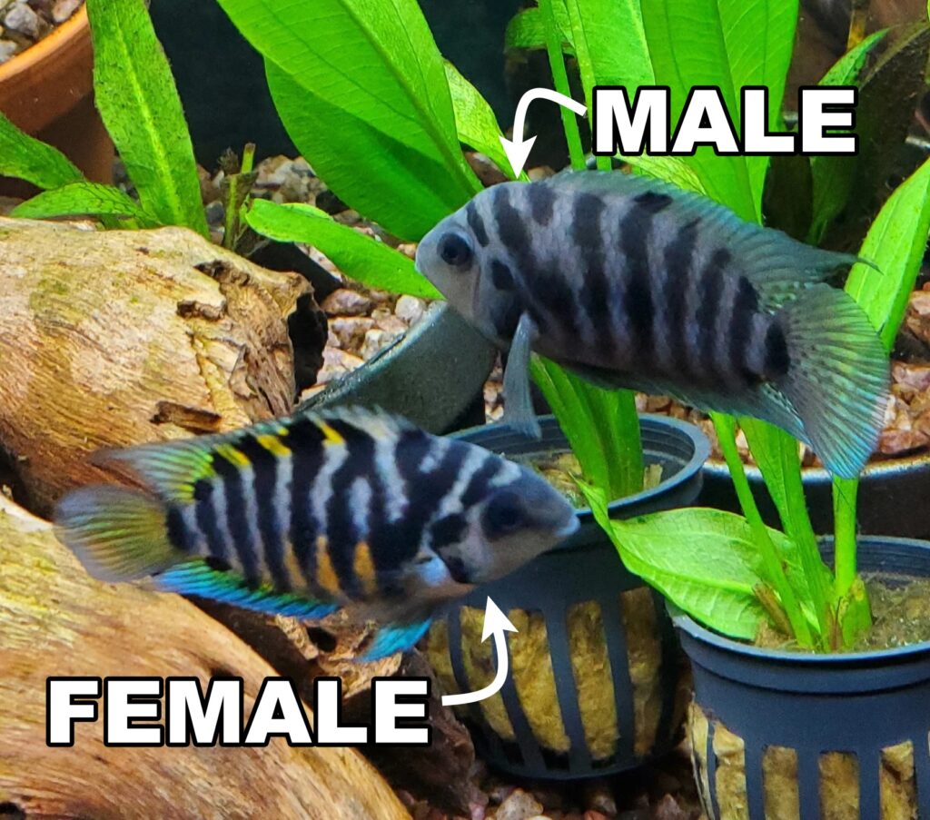 Male Vs. Female COnvict Cichlid