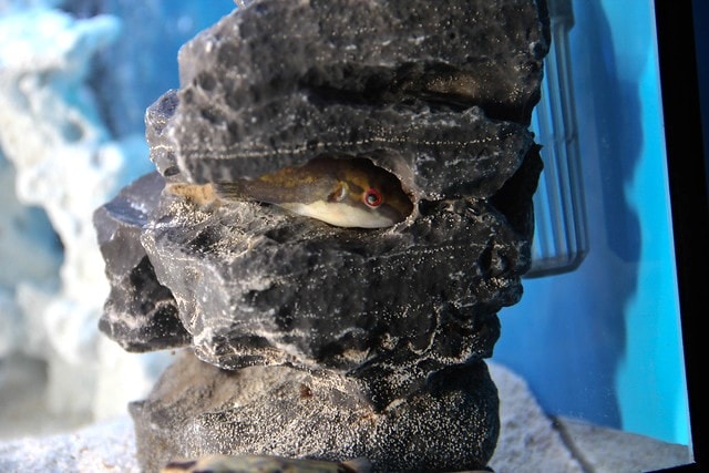 crested puffer