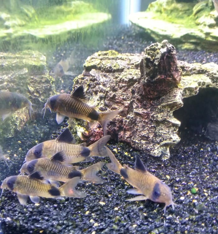 Pictured, diamond sand at the bottom of a Corydoras tank