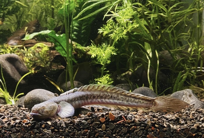 dragon goby