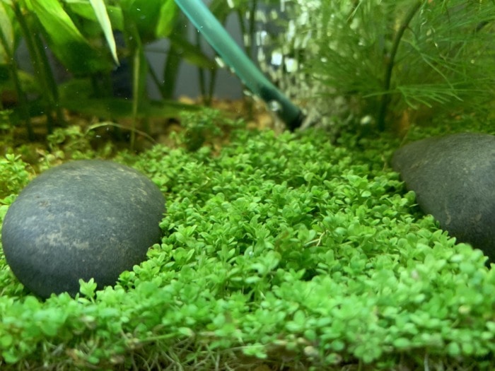 dwarf baby tears