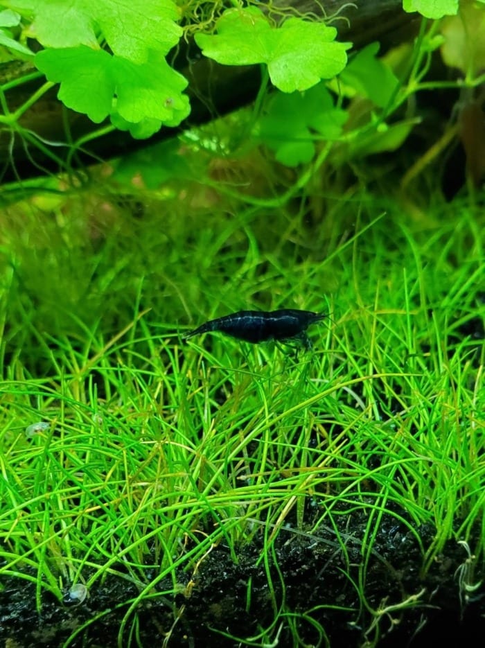 dwarf hairgrass