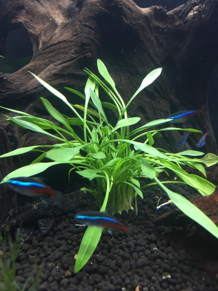 dwarf water trumpet