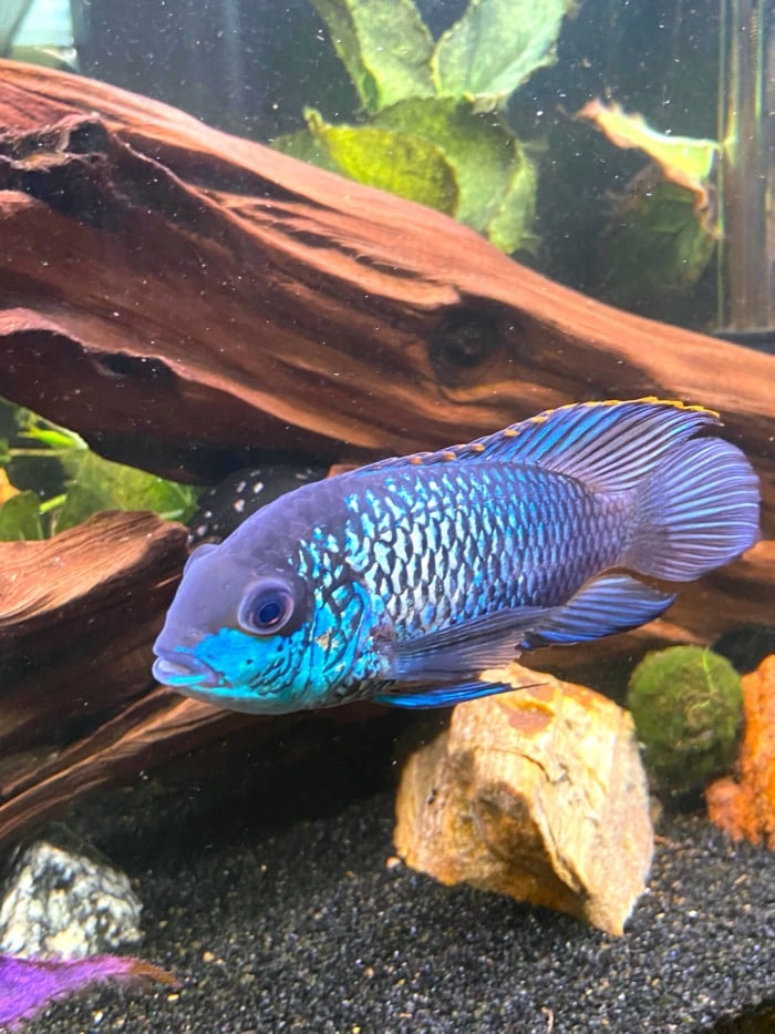 Pictured, electric blue acara