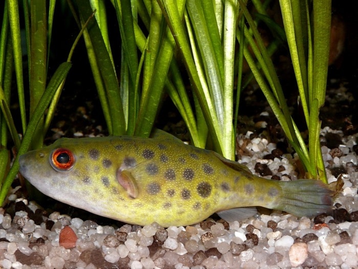 fang's puffer