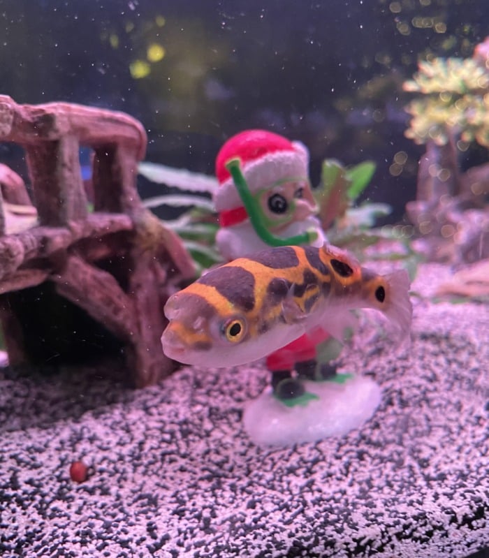 figure 8 puffer