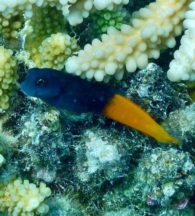 A Flametail Blenny Fish near a coral.