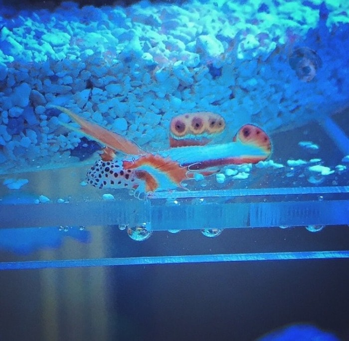 Pictured, a flamign prawn goby resting on the tank's bare bottom