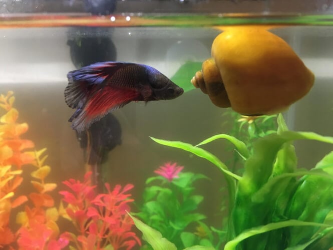 Pictured, a yellow mystery snail floating next to a betta near the water surface