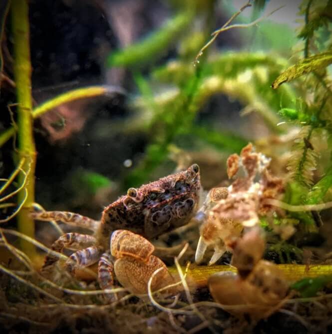 A freshwater Pom Pom Crab in a small planted tank