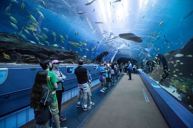 Pictured, Aquarium Tank Tunnel in the Georgia Aquarium.