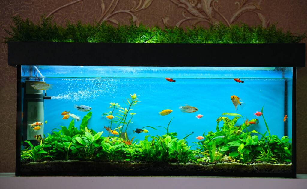 Colorful exotic fish swimming in deep blue water aquarium with green tropical plants.