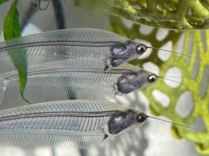 Pictured, glass catfish