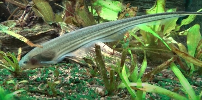 Pictured, glass knifefish