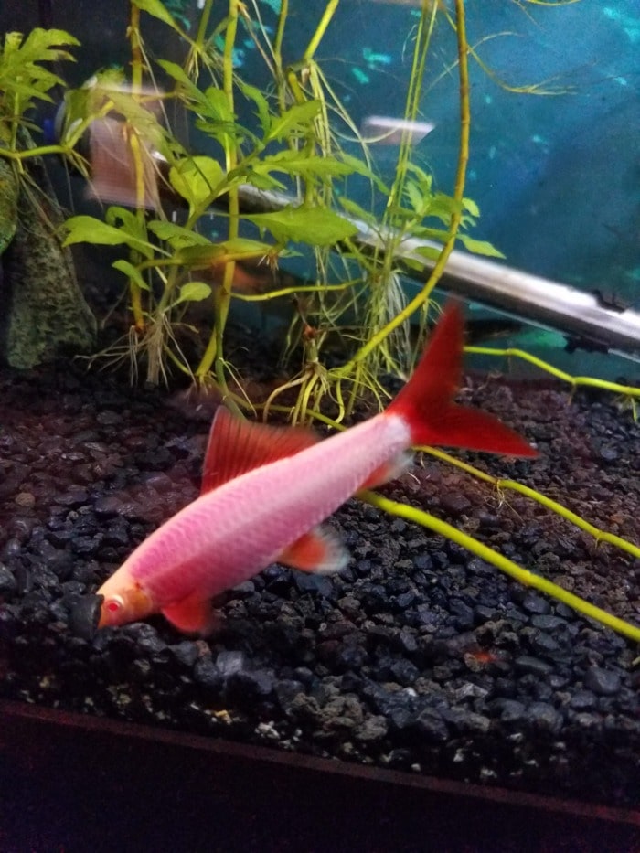glofish rainbow shark looking for food on the bottom of its aquarium