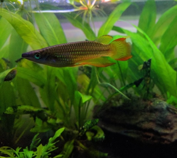 golden wonder killifish