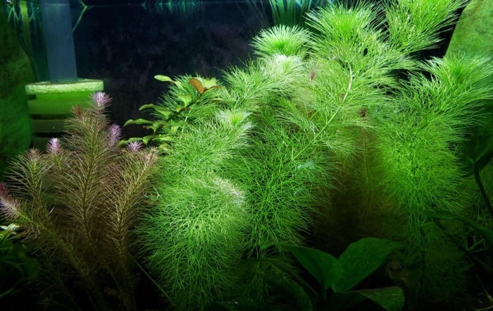 Pictured, green and red myrio