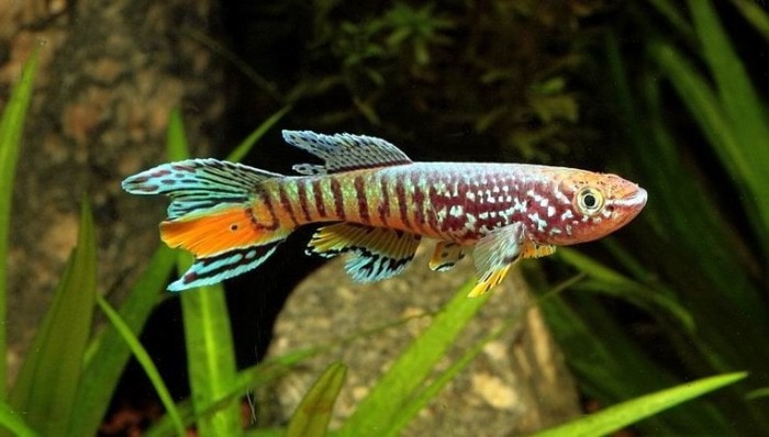 Pictured, gularis killifish blue