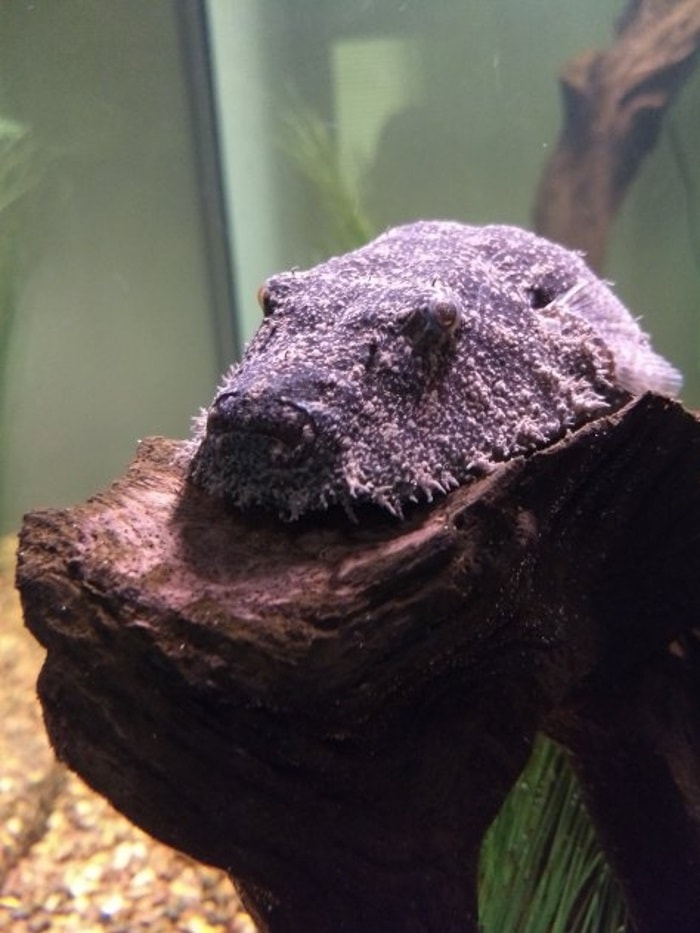hairy puffer