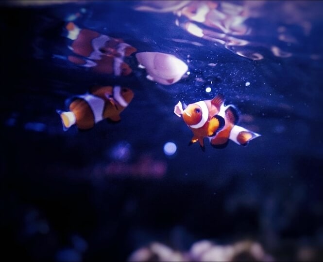 handfeeding two small clownfish