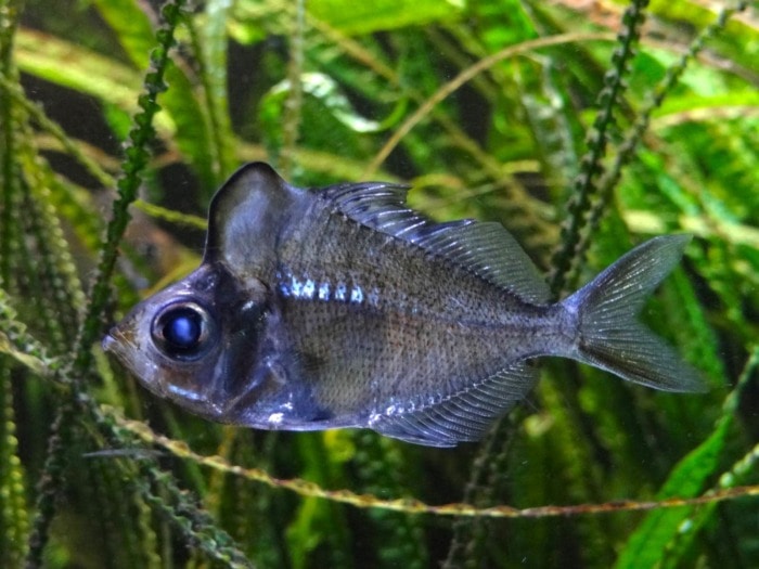 Pictured, humphead glassfish