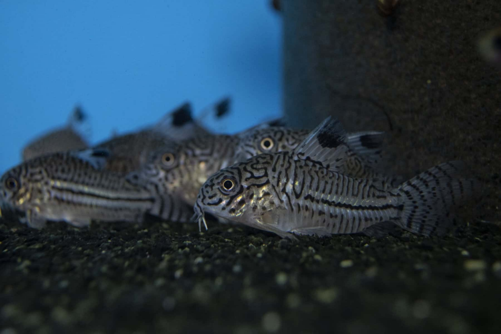 Determining the Ideal Number of Cory Catfish