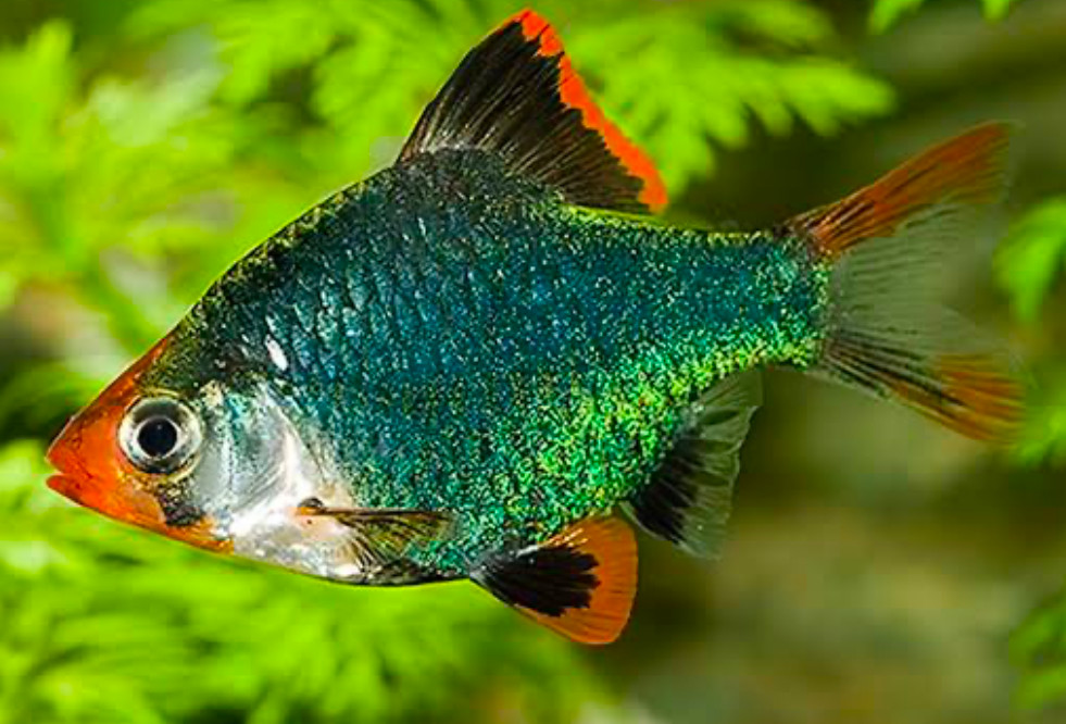 A Green Tiger Barb in a planted tank.