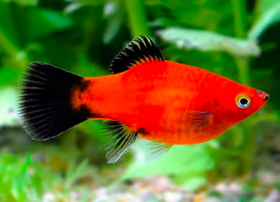 Red Wagtail Platy.