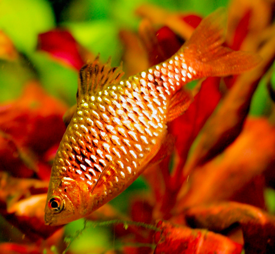 Rosy Barb