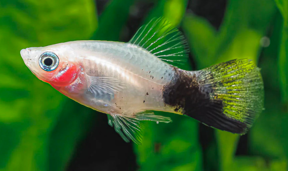 Panda Platy.