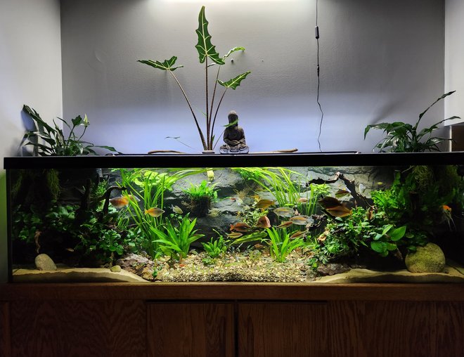 How Big Is A 125 Gallon Fsh Tank?