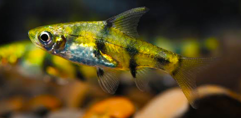 A Golden Dwarf Barb in the foreground of its tank.