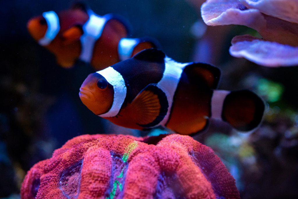 Pictured, A group of Clownfish swimming around Anemones