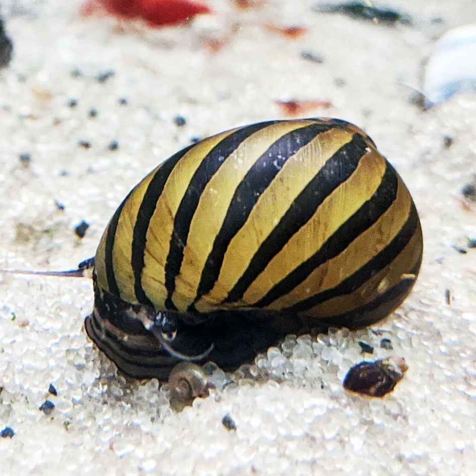 A Nerite Snail, an example compatible Yellow King Kong Shrimp Tankmate
