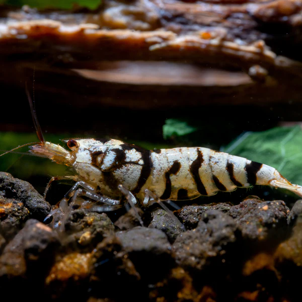 Adult Black Fancy Tiger Shrimp