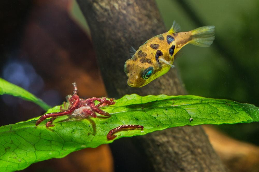 Pea Pufferfish are adorable but they are snail hunters