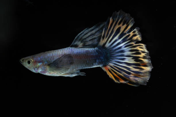 Mosaic Guppies: A Complete Care Guide