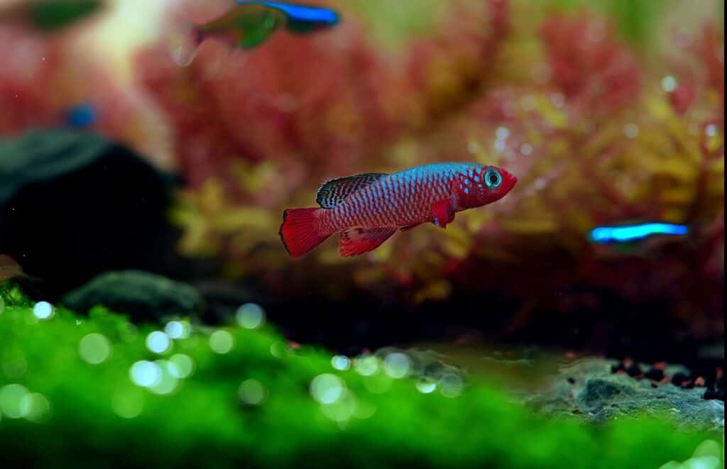 Understanding Killifish