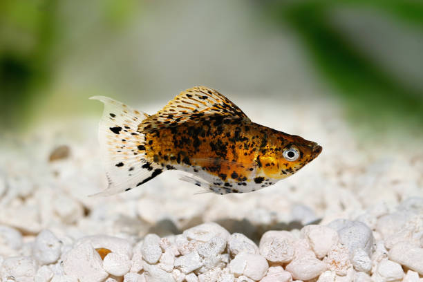 Platies