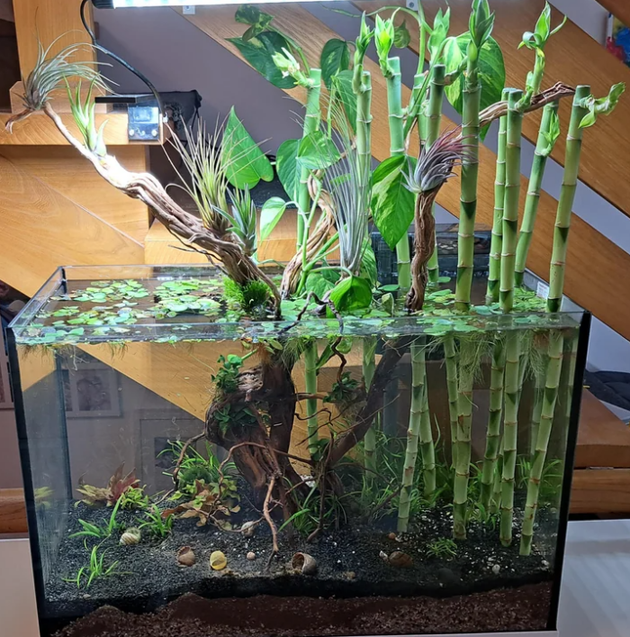 Lucky Bamboo in a Planted Tank.