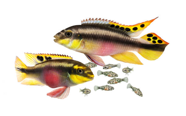 Pictured, An illustration of a breeding pair of rainbow Kribensis and some fry