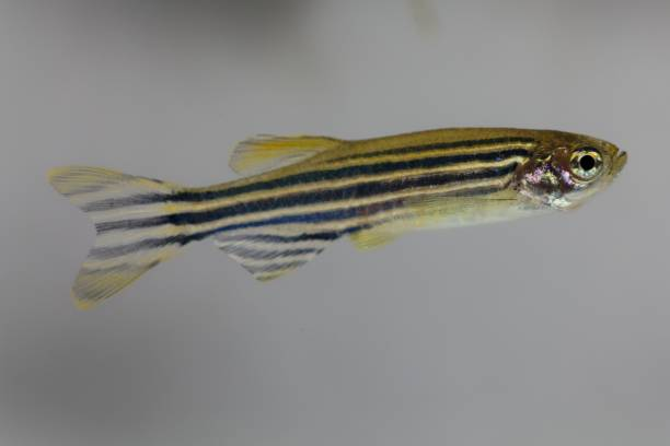 Zebra Danios