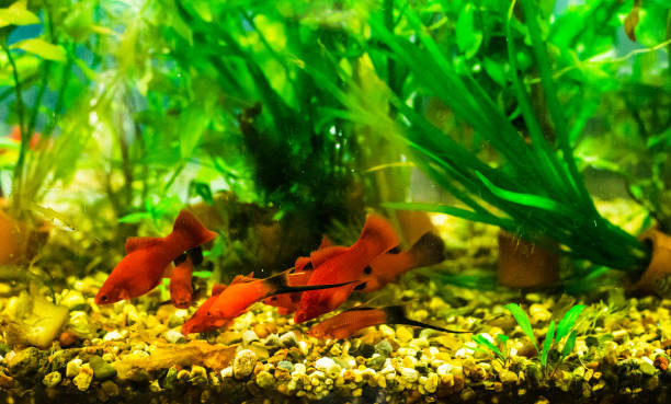 Swordtail