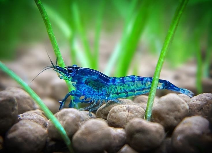 Pictured, A Blue Dream shrimp resting on pebbles at the bottom of a home aquarium
