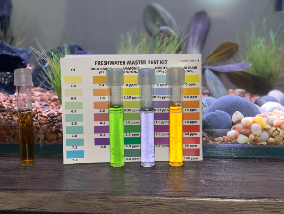 Here Are Common Mistakes To Avoid When Adding Bacteria Starter To An Aquarium.