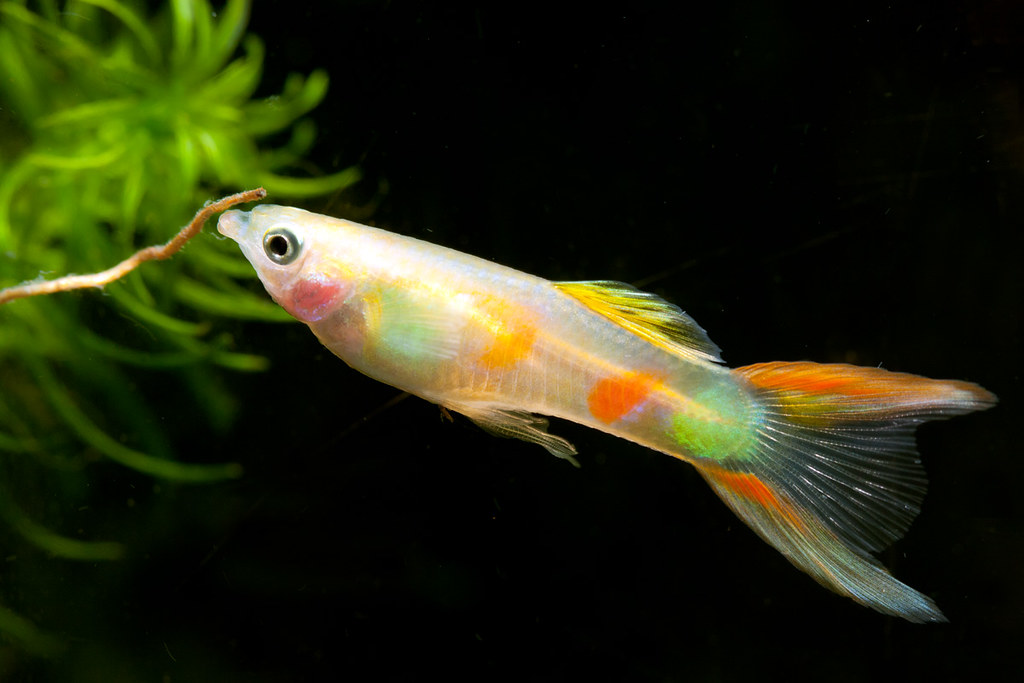 Lyretail Guppy: A Comprehensive Care Guide