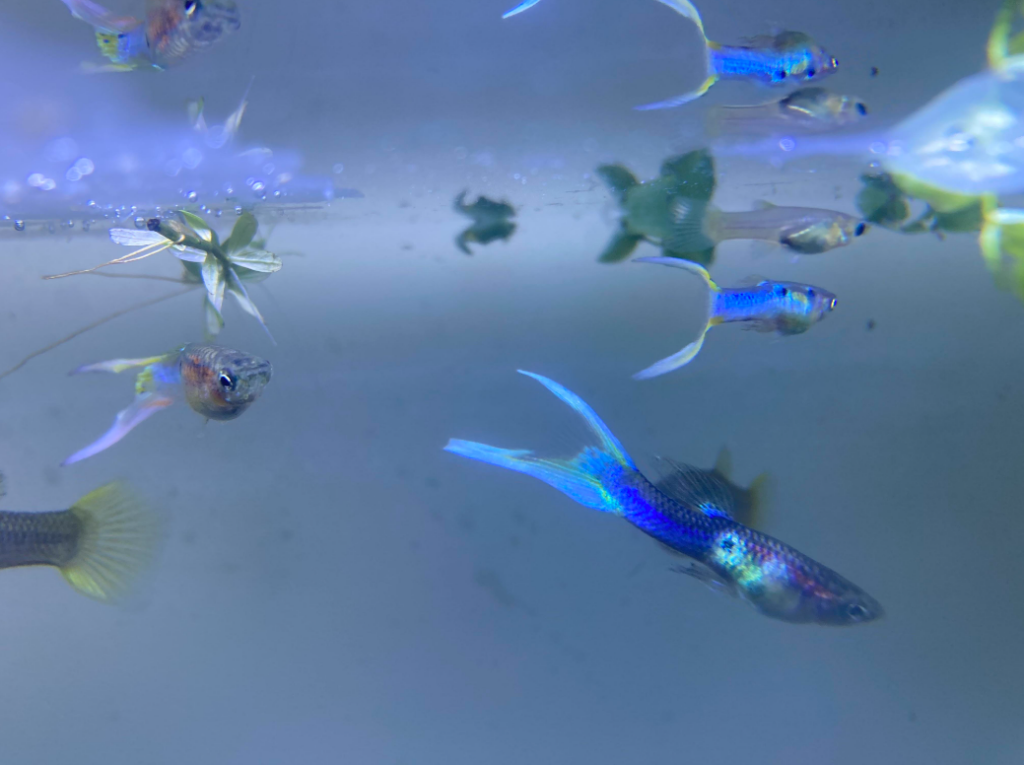 Colorful Lyretail Guppies enjoying their tank