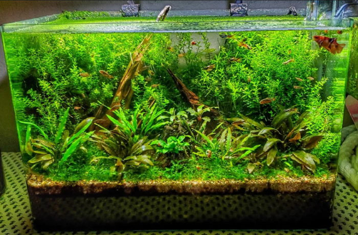Layered Substrate in Planted Aquarium